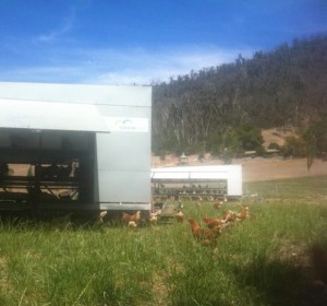 Chooks free range at new location